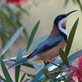 spinebill